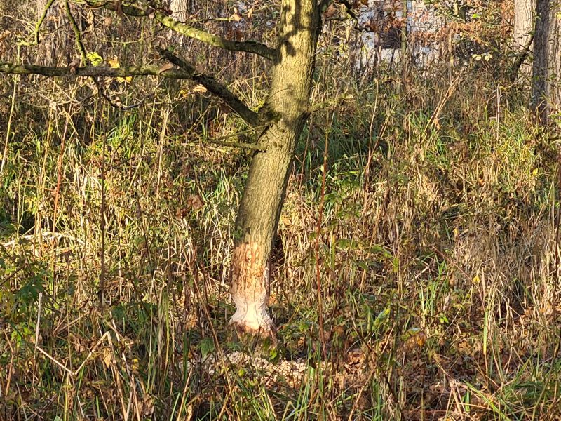 Hygon-Hochwasser-Informationswerte-Lagebereichte-WOL-NRW